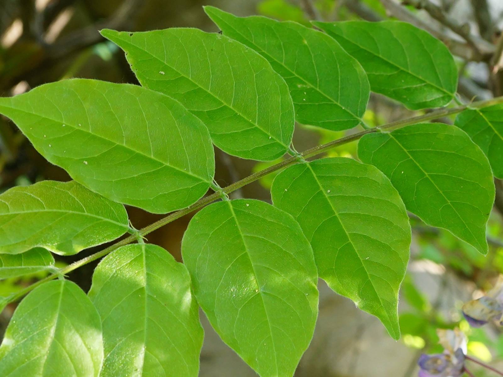 我见到的山东本土植物和园林栽培植物