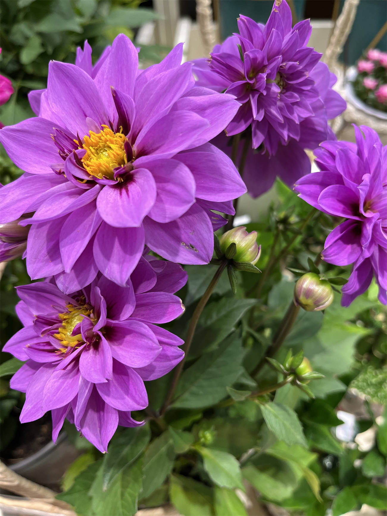 花花世界之165:大丽花