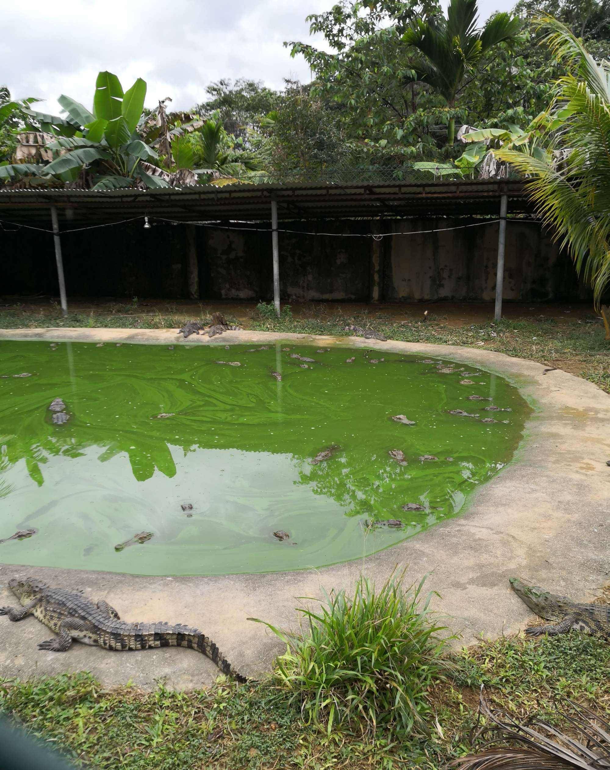 2020年泰国女孩失踪,警方抽干男友别墅鳄鱼池后,发现298块骨头