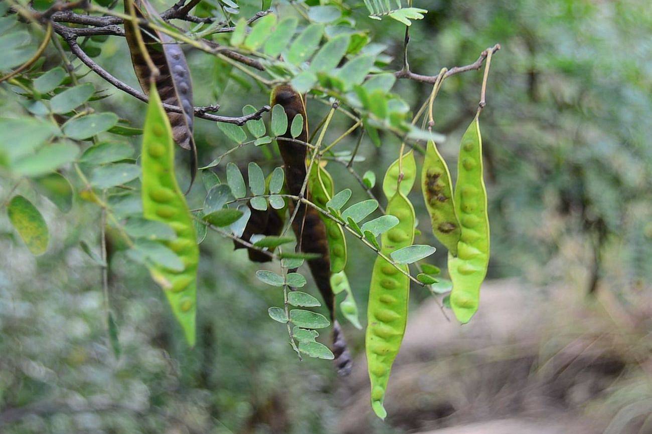 我见到的山东本土植物和园林栽培植物1181山槐