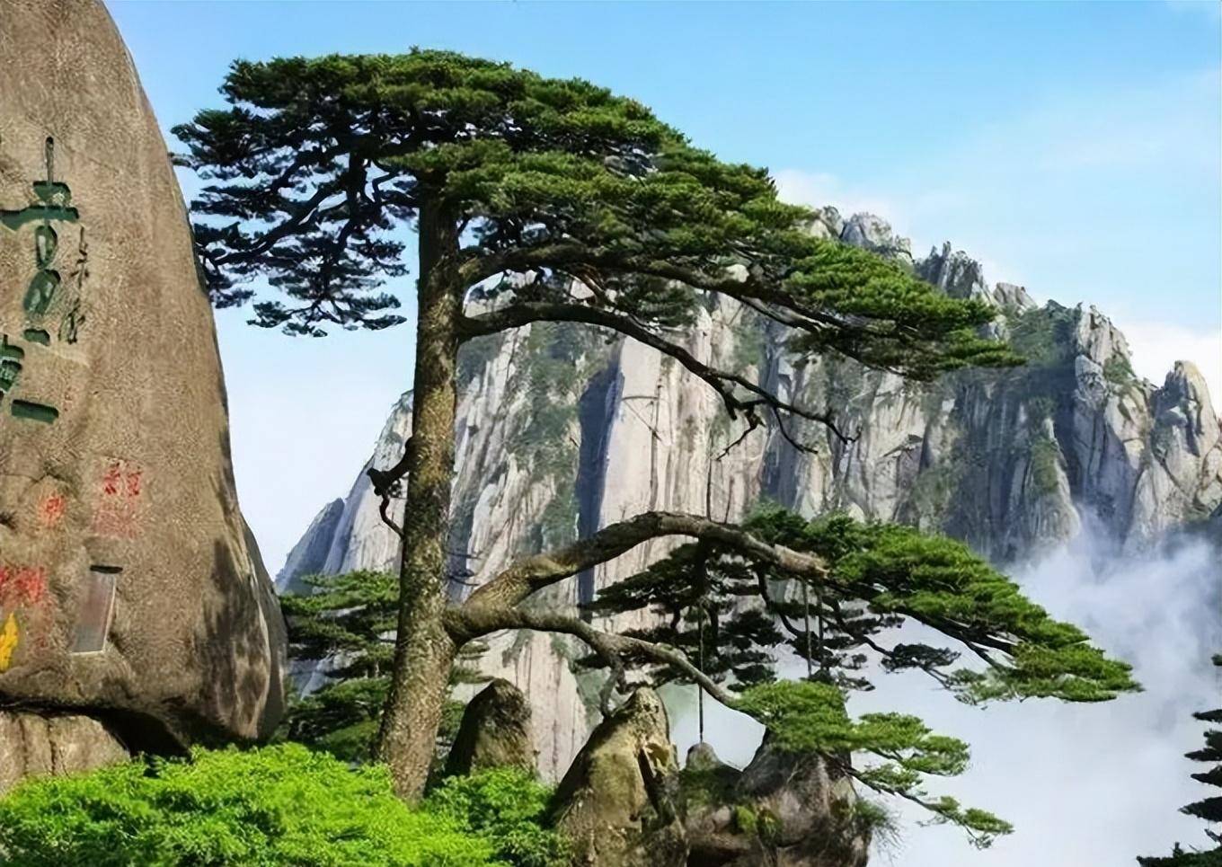 迎客松因姿态酷似张开双手欢迎客人而得名,其独特的造型也早已成为