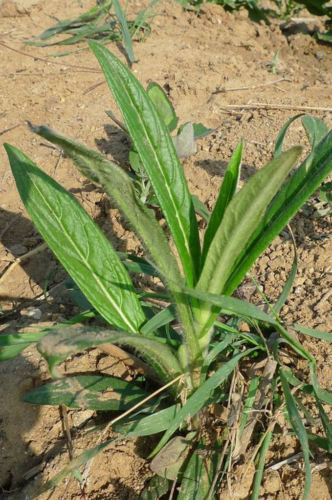 我见到的山东本土植物和园林栽培植物(1253)线叶旋覆花