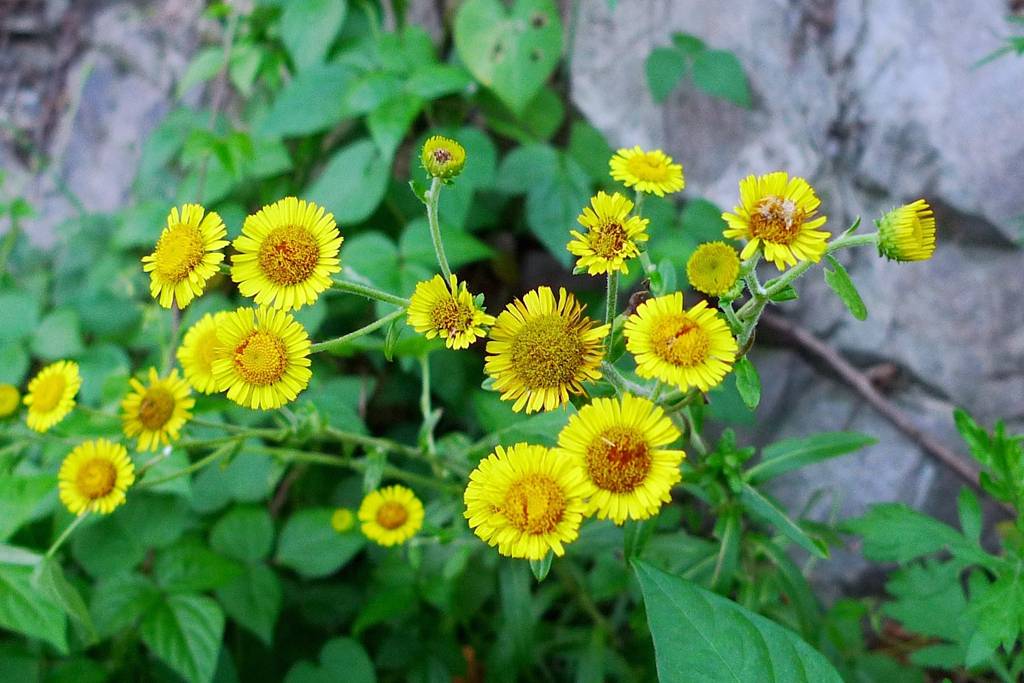 我见到的山东本土植物和园林栽培植物(1253)线叶旋覆花