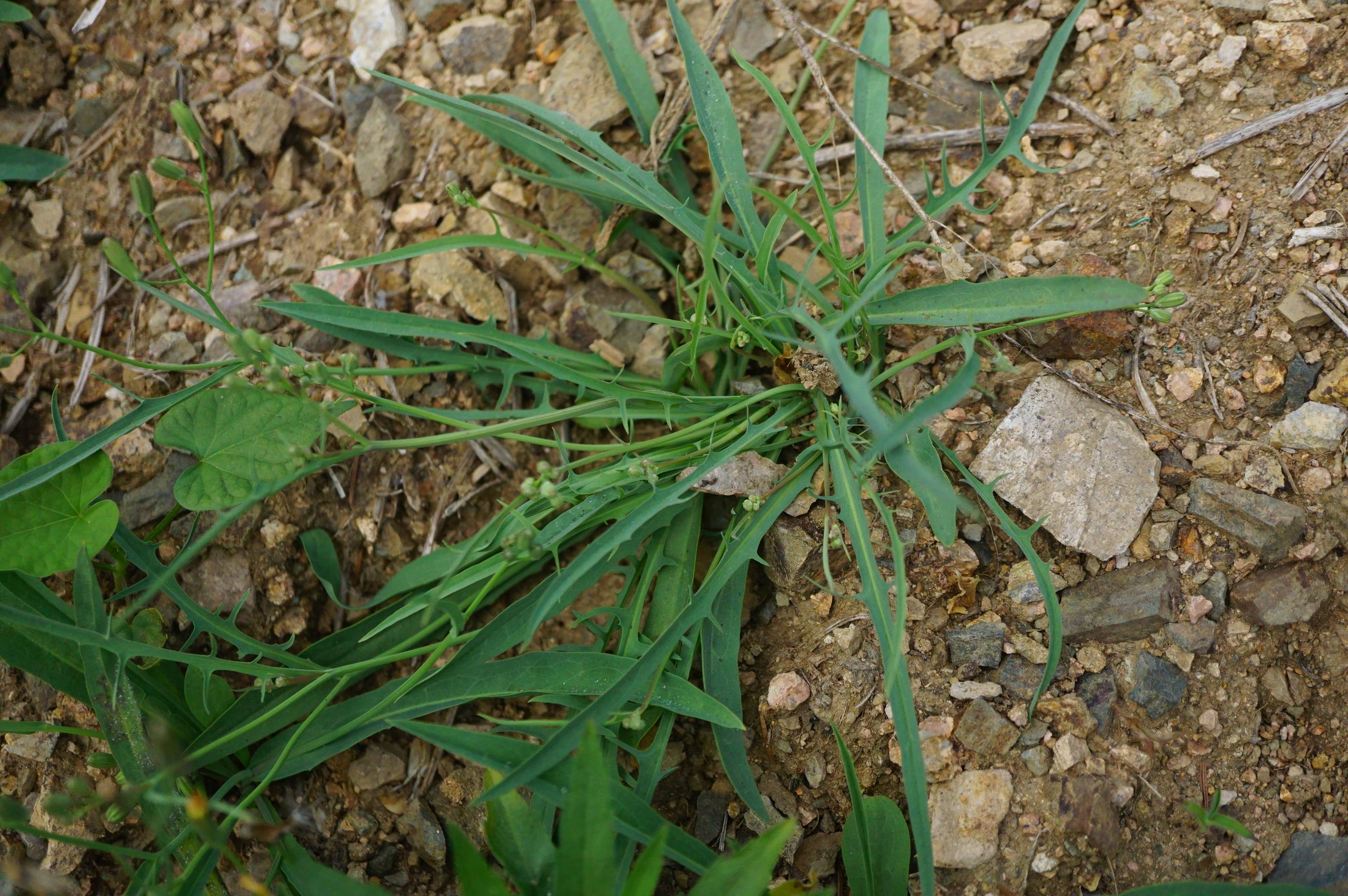 我见到的山东本土植物和园林栽培植物