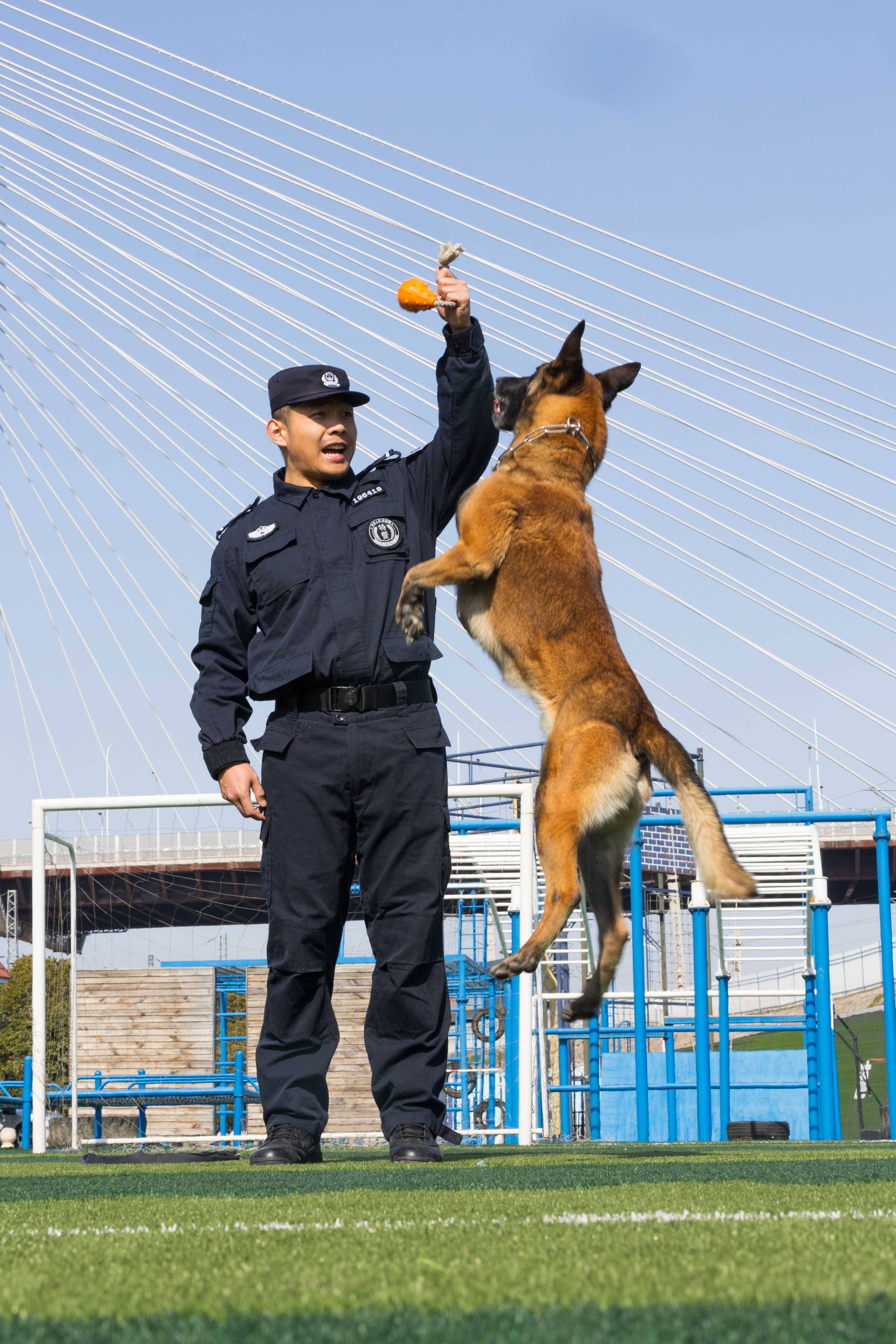 竭尽"犬"力 使命必达