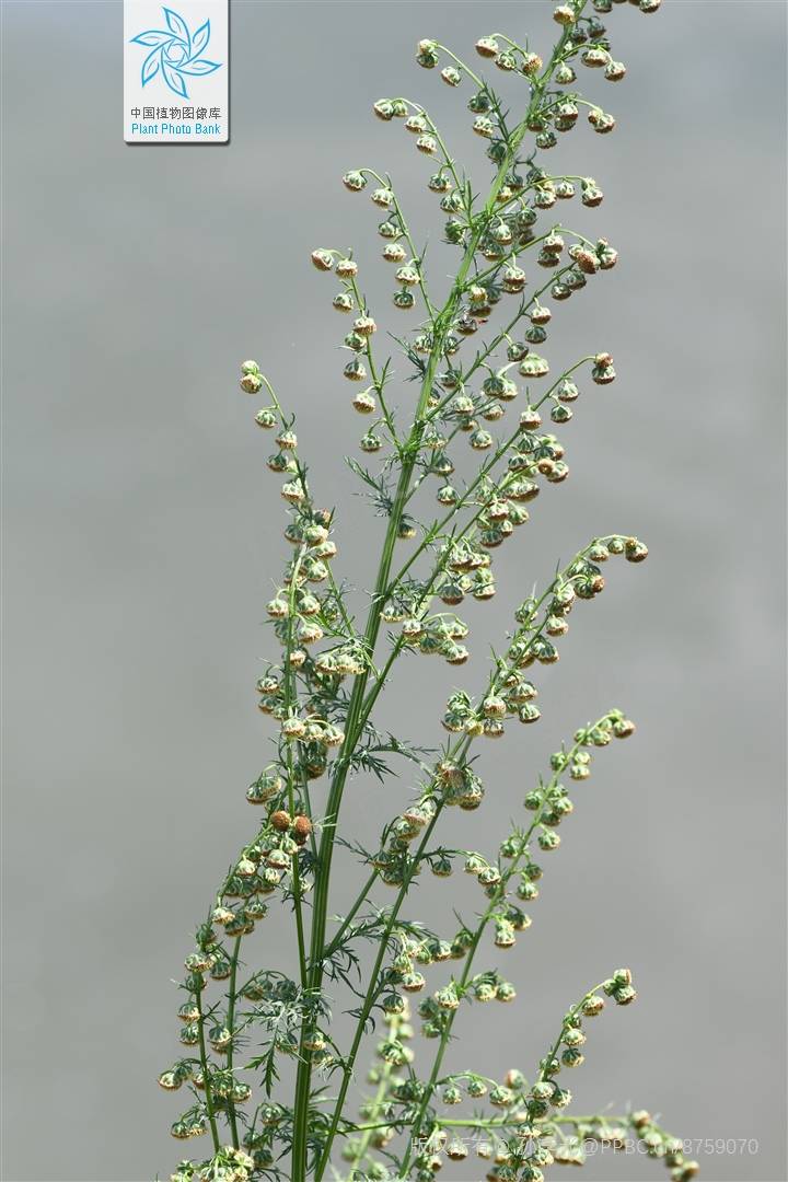 我见到的山东本土植物和园林栽培植物