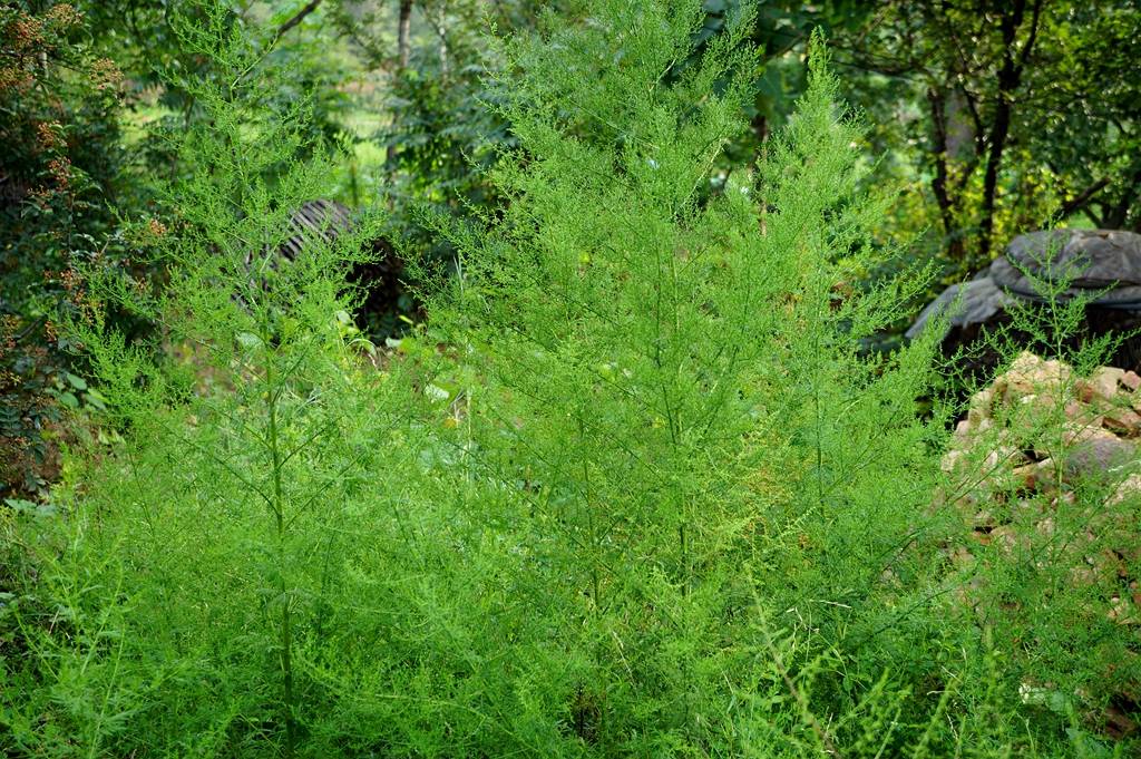我见到的山东本土植物和园林栽培植物