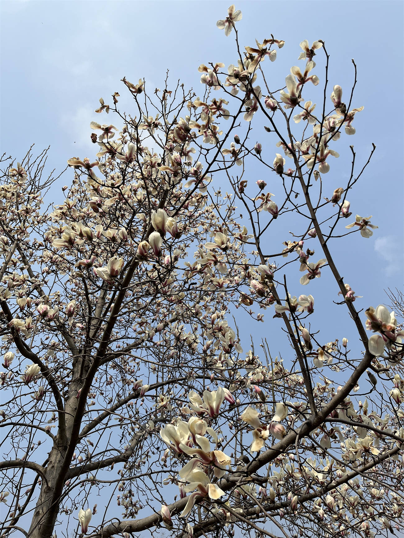 花花世界之218玉兰
