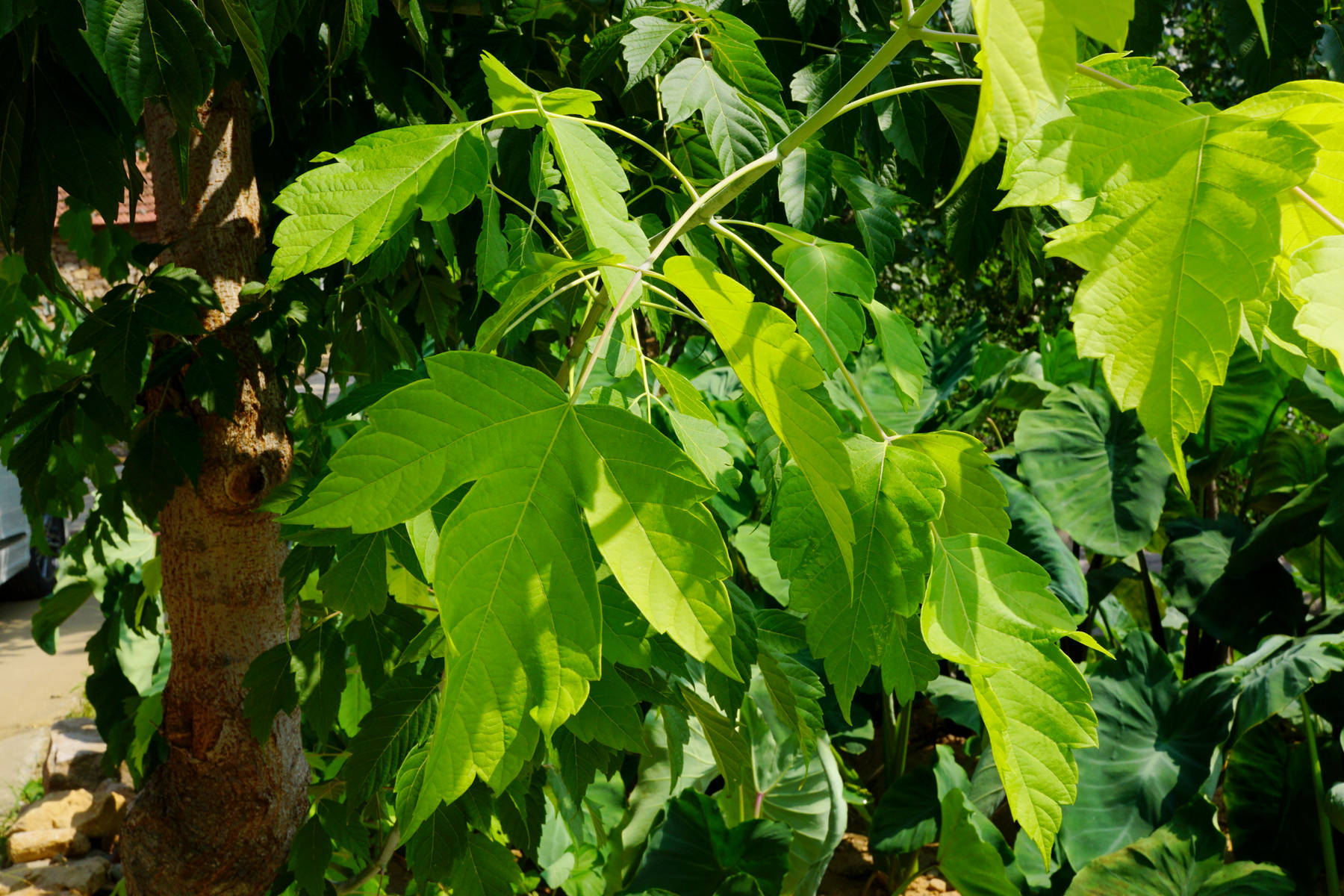 我见到的山东本土植物和园林栽培植物