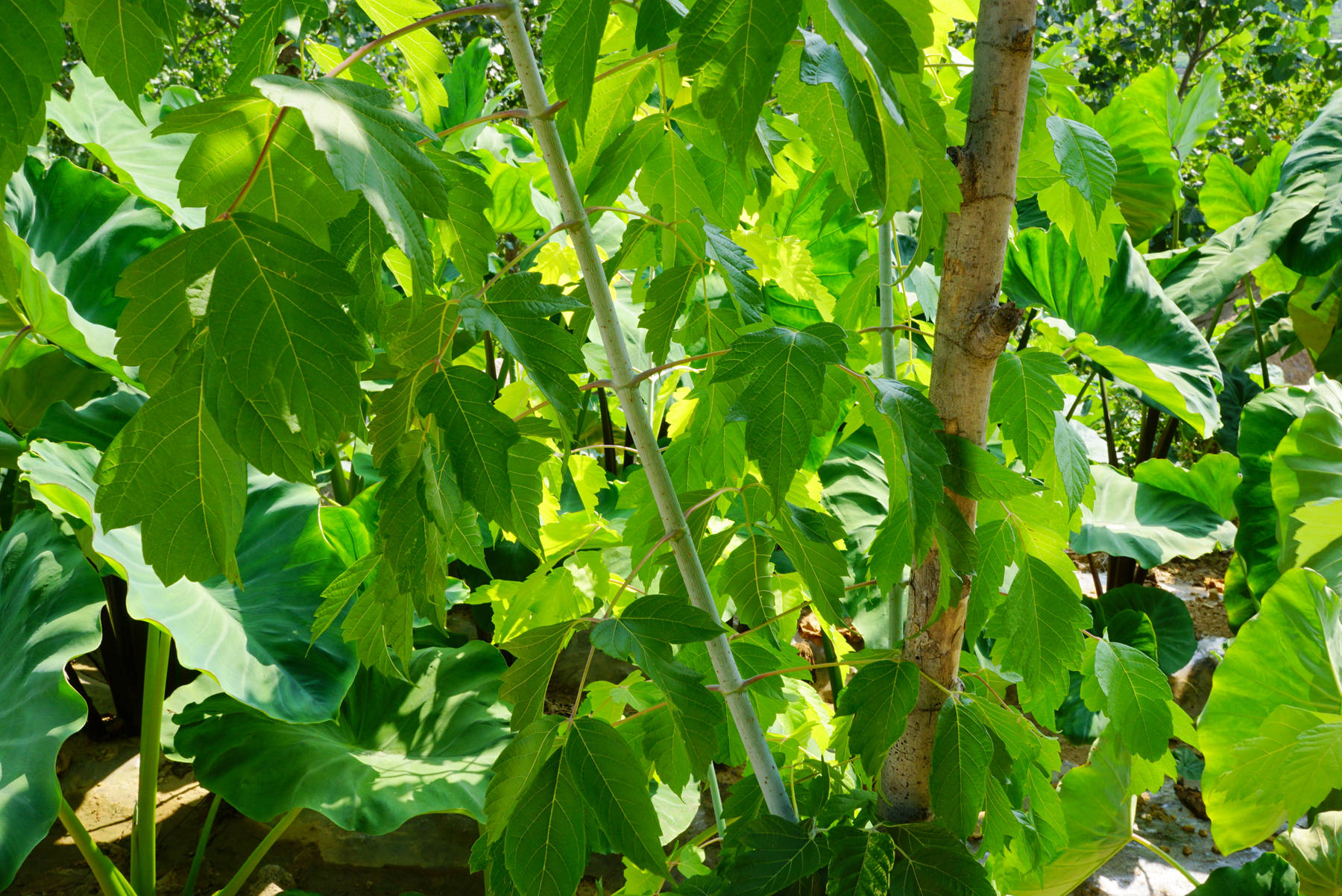 我见到的山东本土植物和园林栽培植物