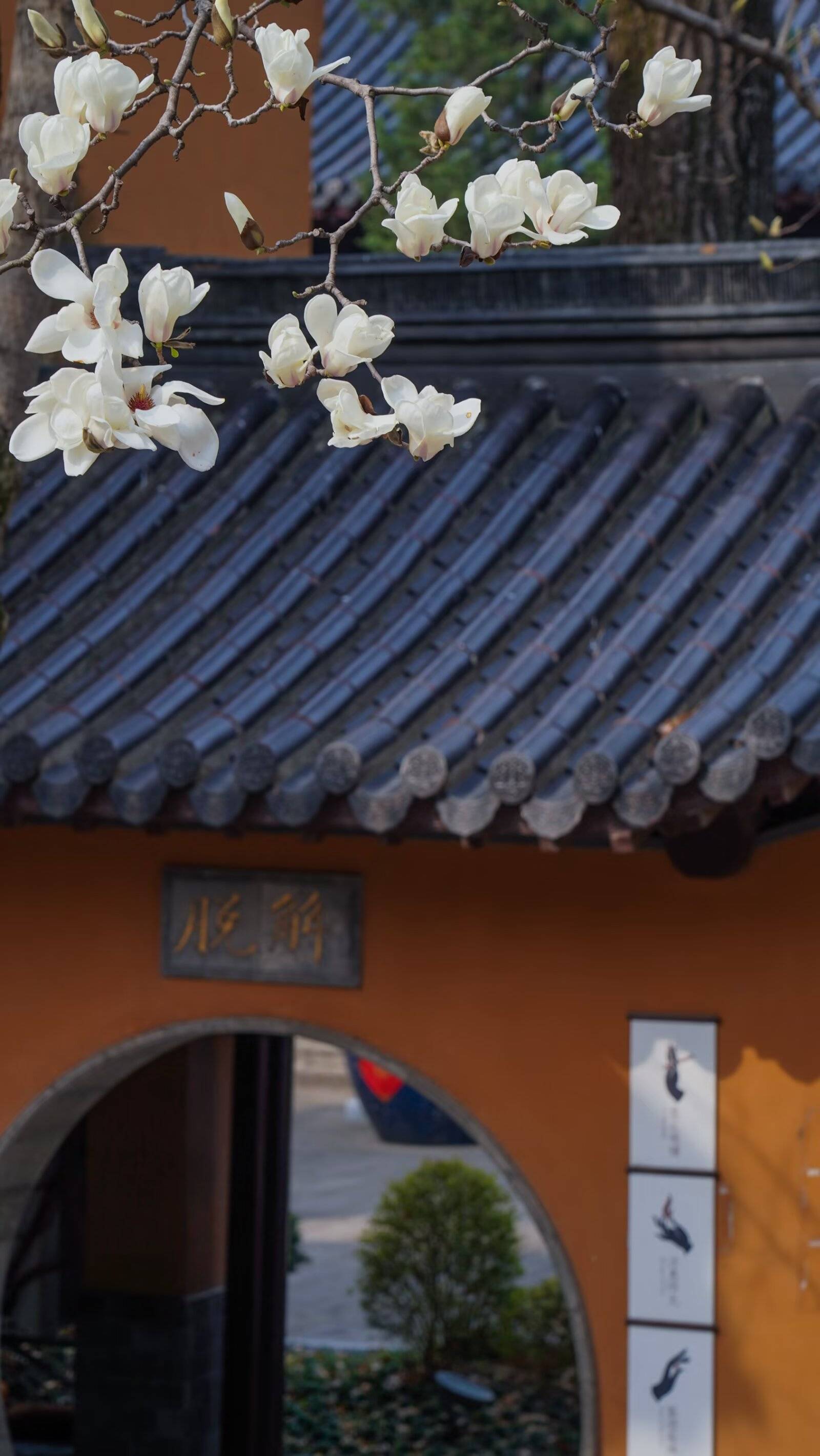 灵谷寺玉兰绽放,禅意悠悠醉游人