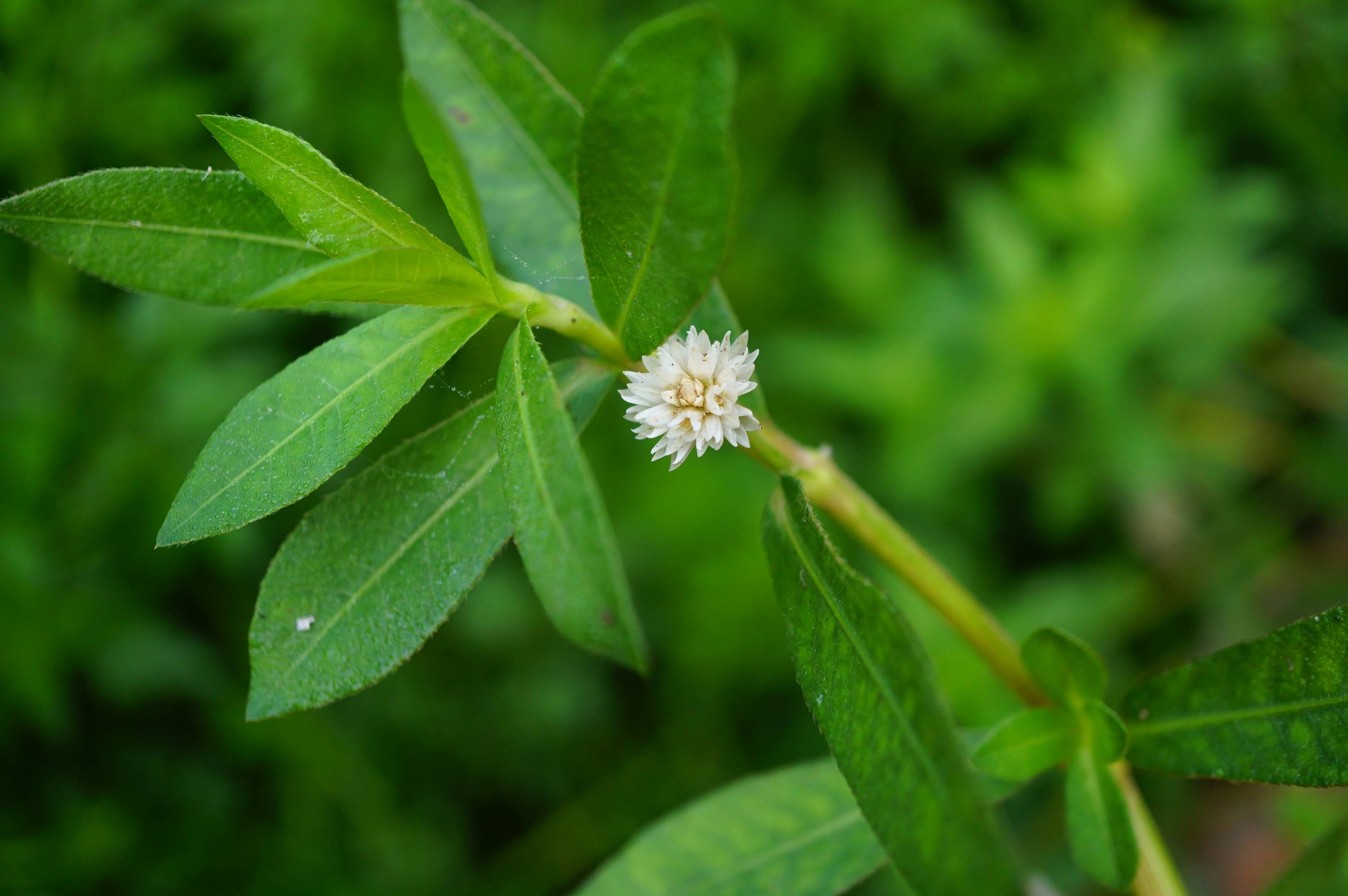 我见到的山东本土植物和园林栽培植物