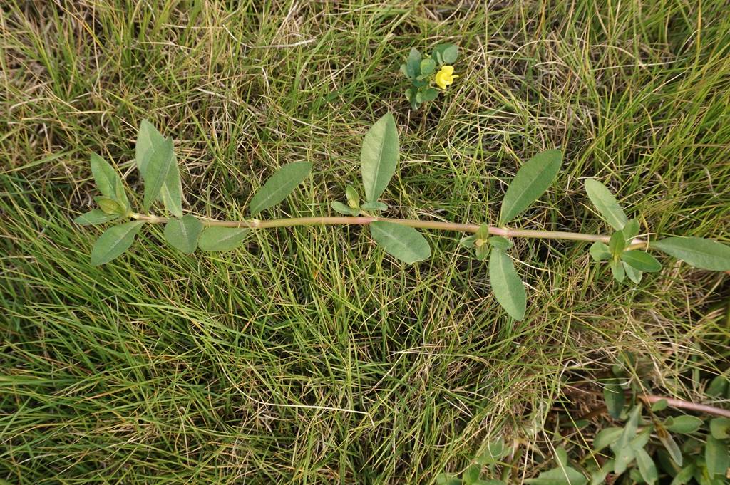 我见到的山东本土植物和园林栽培植物
