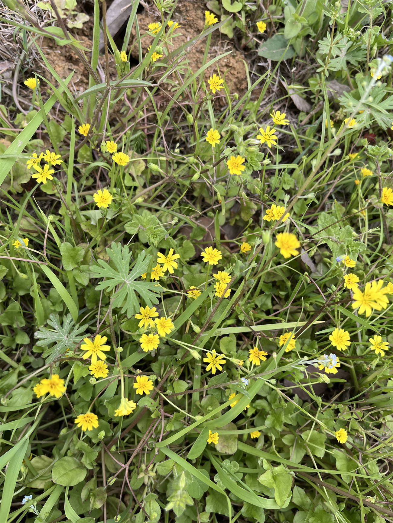 花草世界之246稻槎菜