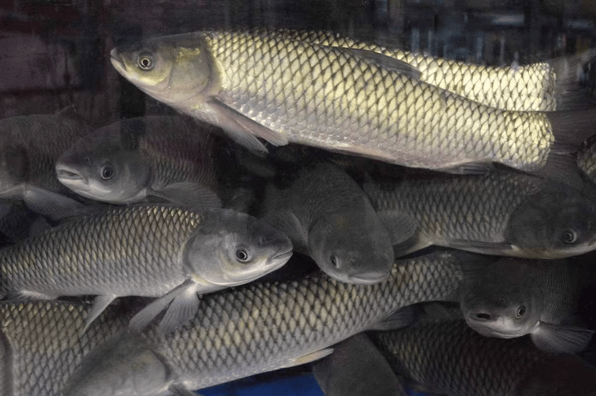 草鱼饵料种类的介绍,养鱼饲料配方大全
