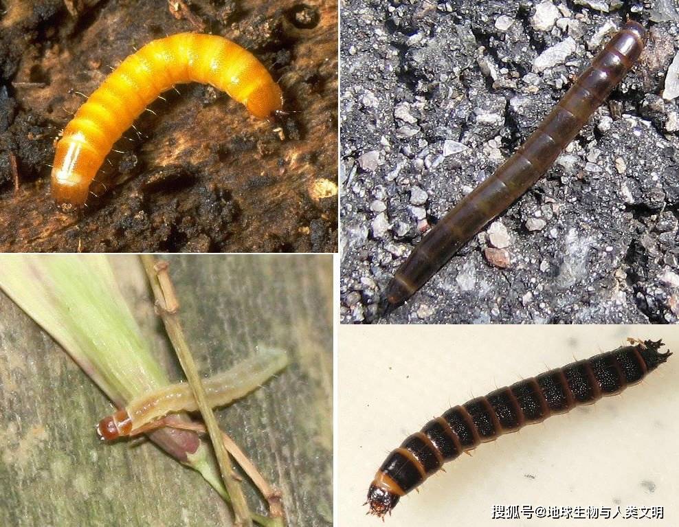 【动物界全系列】叩头虫总科