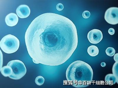 上海干细胞多少钱一只？百龄干细胞