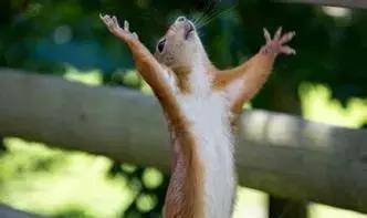 黄鼠狼拜月 到底是民间传说,还是有科学根据?