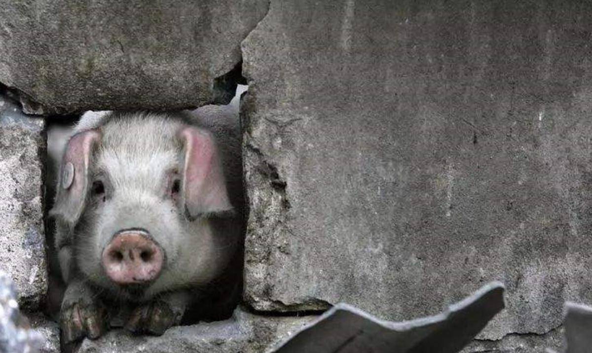 原创汶川地震爆发时,"猪坚强"被埋36天,13年后现状如何?