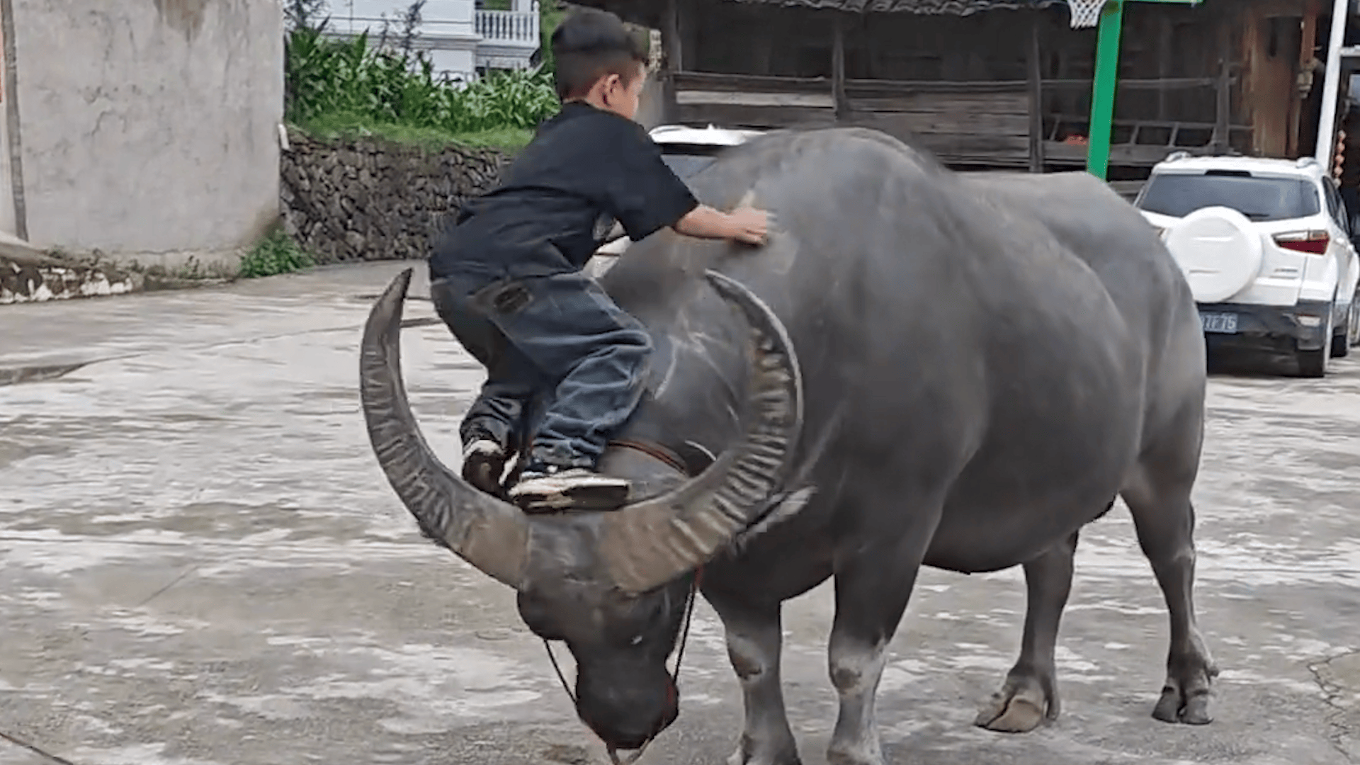 水牛性格温顺,低头让小孩爬到背上.网友:俯首甘为孺子牛