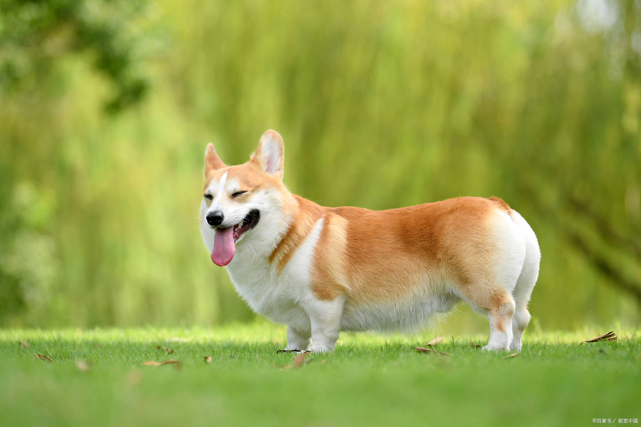 柯基犬:威尔士牧牛犬的千年传奇, 因英国女王伊丽莎白二世钟爱而举世