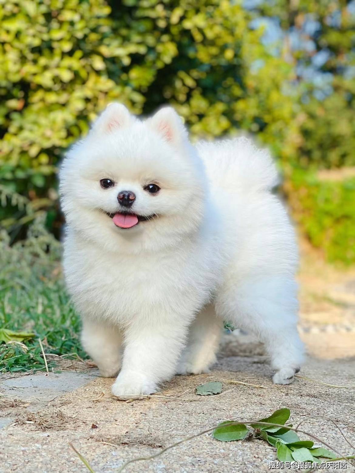 博美犬: 移动的蒲公英,小型狐狸犬,拥有蓬松华丽的被毛和活泼外向的