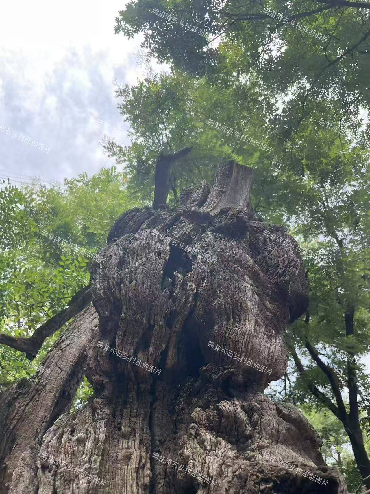 绿色活化石:太行山野生酸枣古树