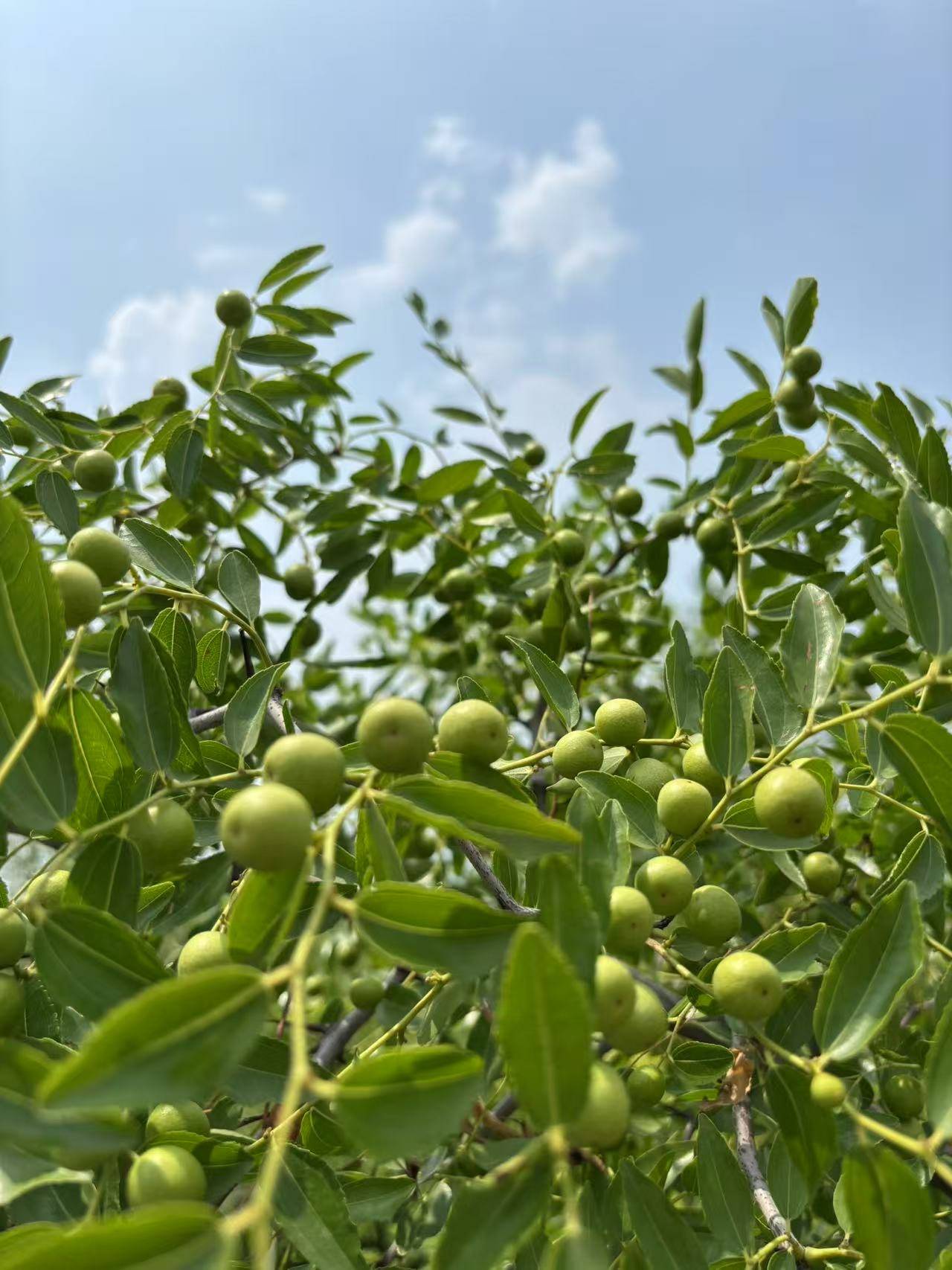 大自然的力量:响堂湾的野生酸枣,收获的喜悦越来越近