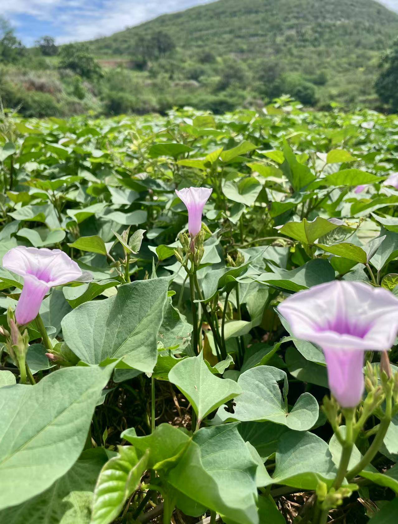 响堂湾,难得一见的红薯花