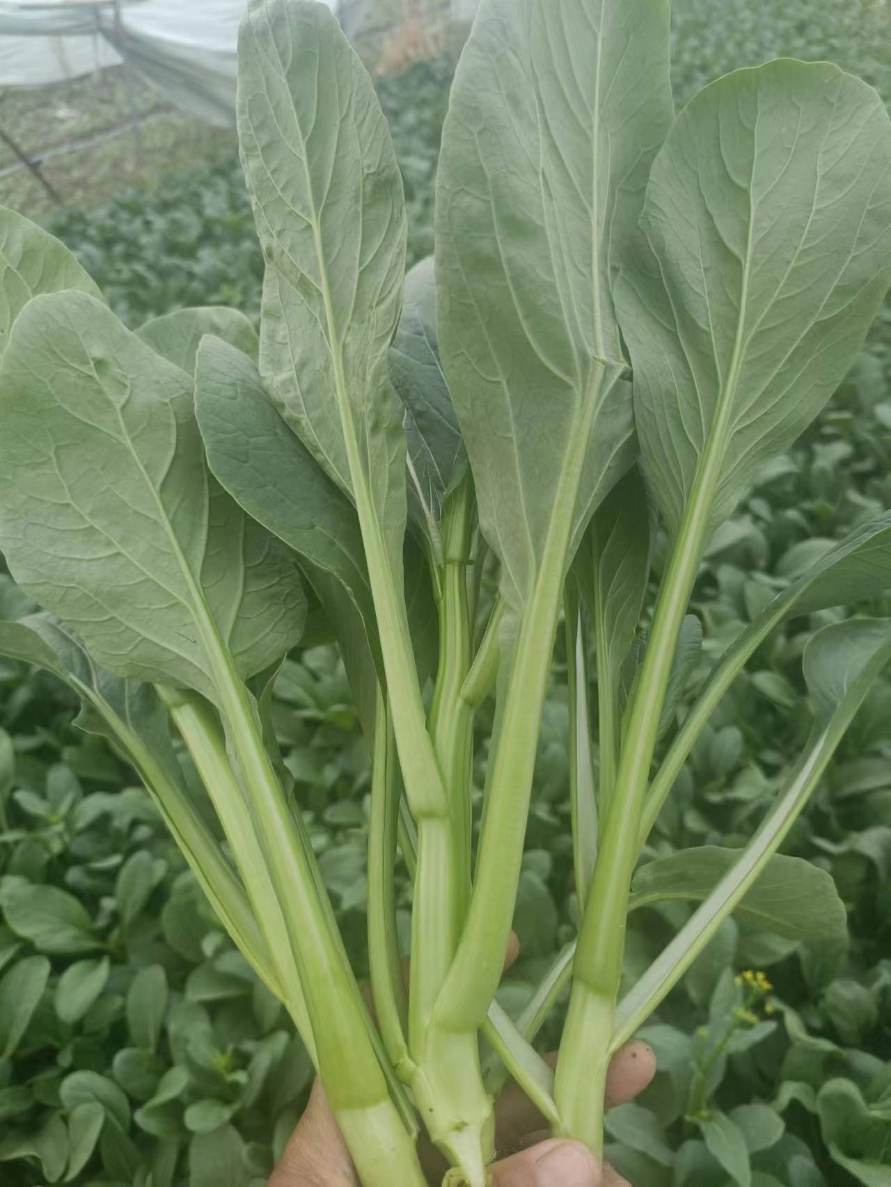 安徽蔬菜种子供应:上海青与毛白菜的稳定之选