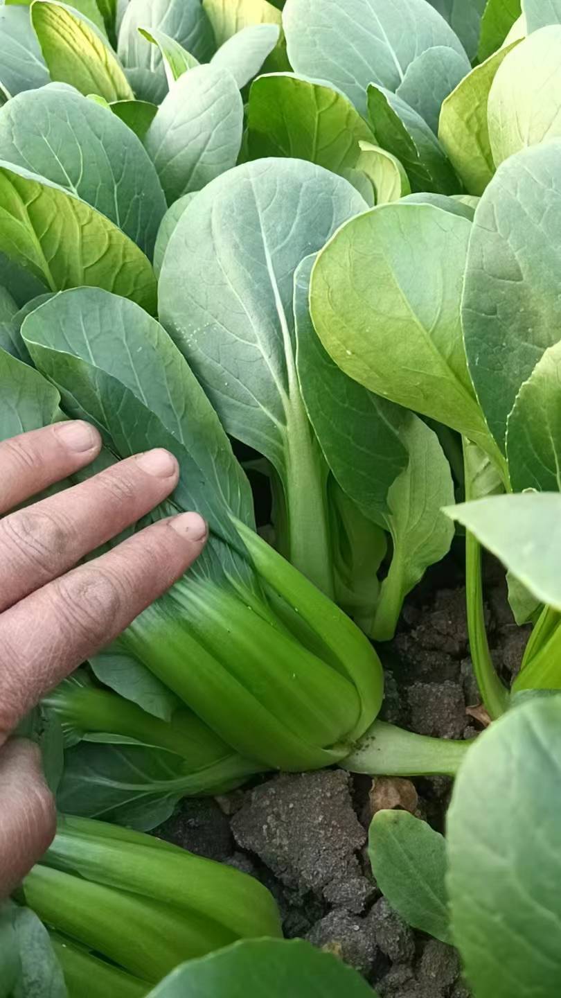 安徽蔬菜种子供应:上海青与毛白菜的稳定之选