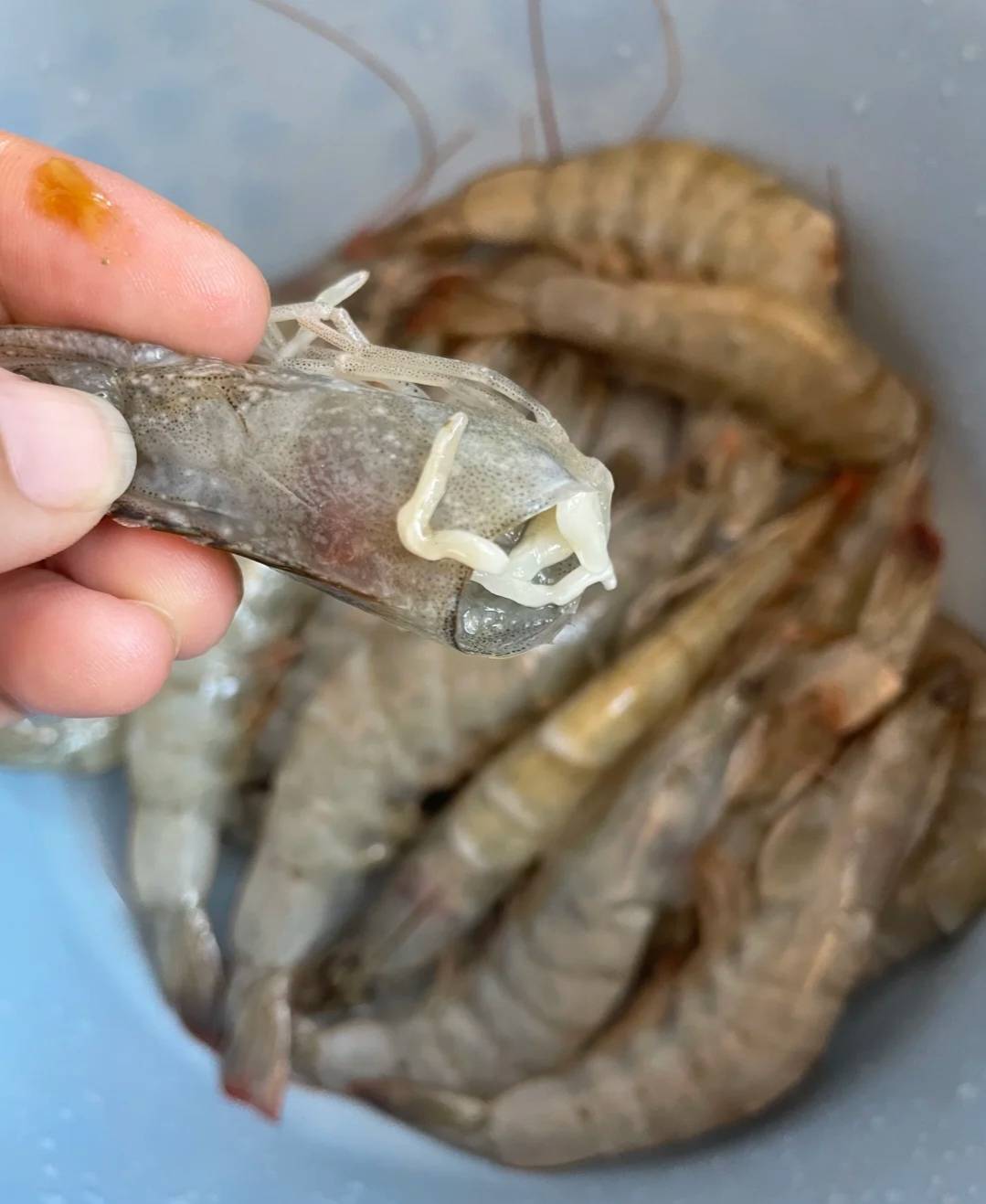 网传 "虾头白线是寄生虫",真相竟如此