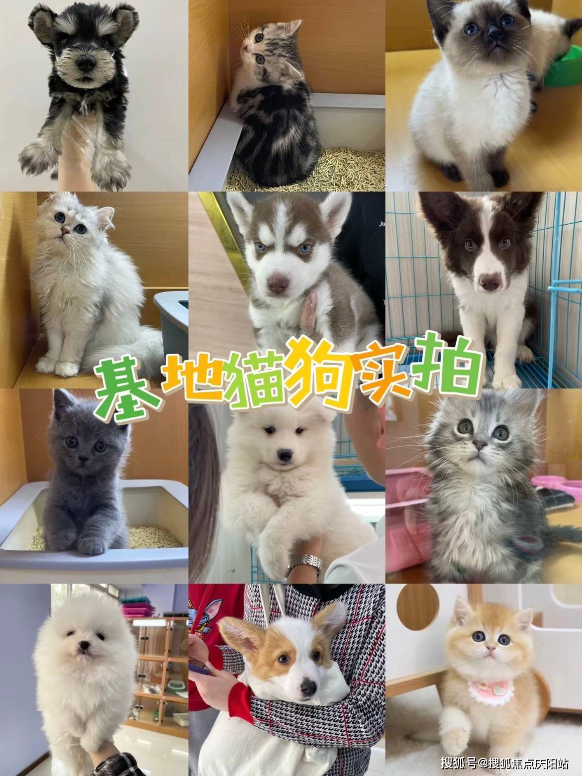 泉州买缅因猫在哪里买靠谱又便宜这里实体店选购宠物