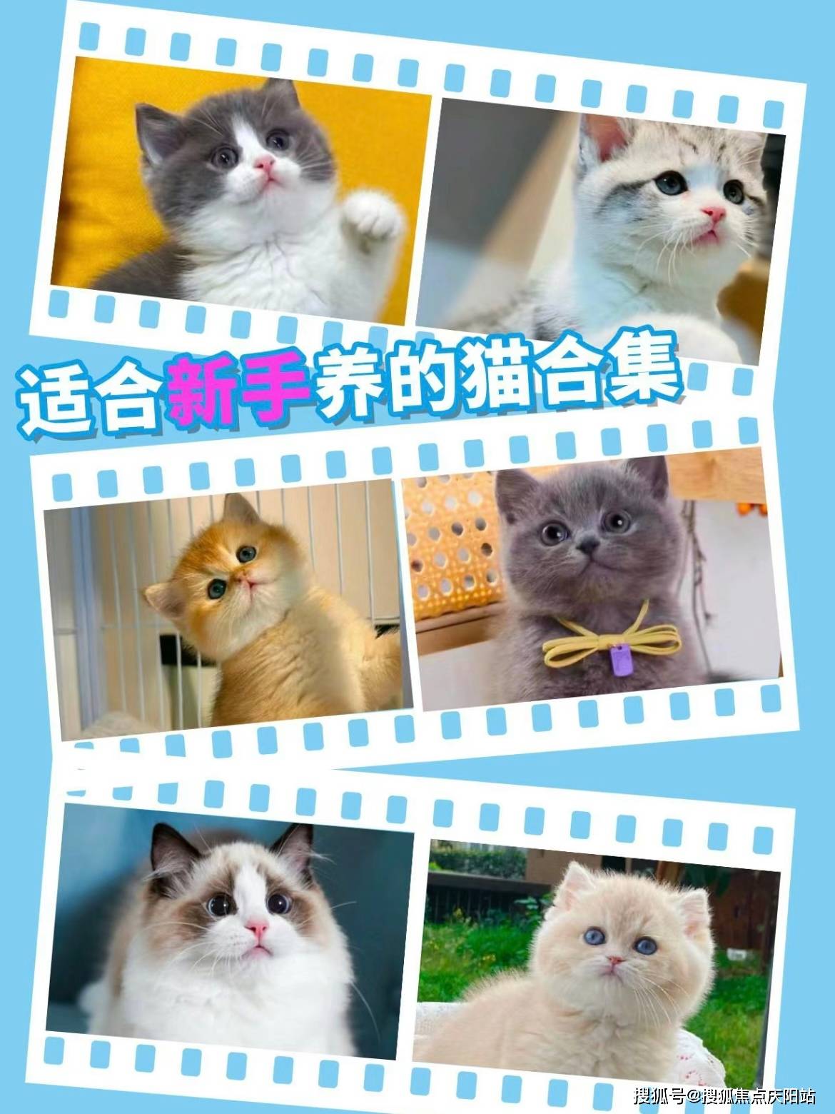 绍兴哪里可以买到品相好的泰迪犬这里实体店选购宠物安全可靠更值得