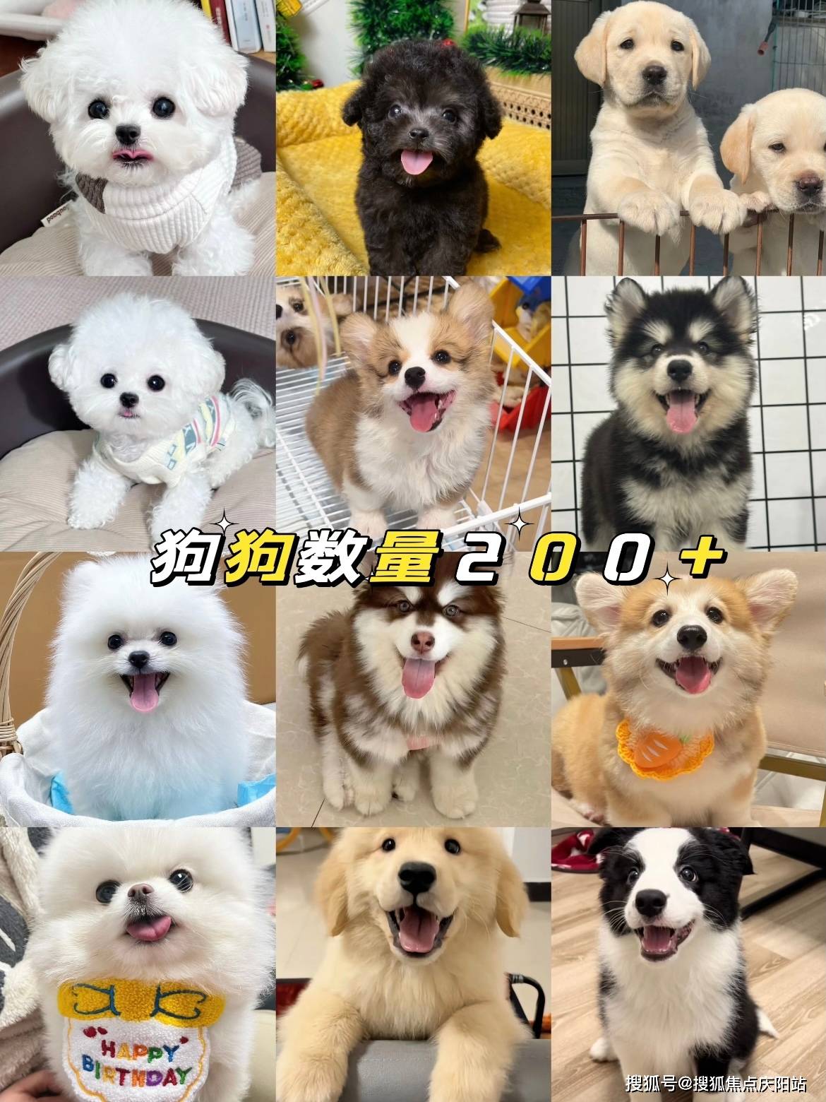 珠海买泰迪犬在哪里买靠谱又便宜这里实体店选购宠物安全可靠更值得