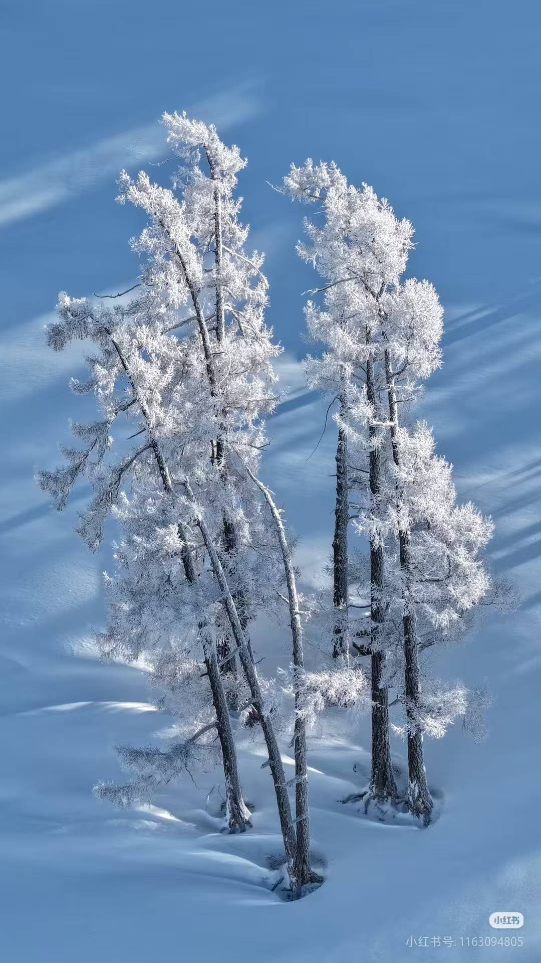 伊犁雾凇奇观:林海披银,冰棱凝光,每一处景致都藏着冬日的极致浪漫与诗意。_树木_光影_枝条