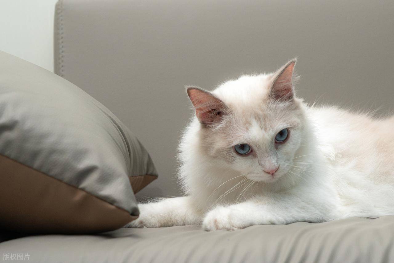 养宠家庭实测：米家除螨仪3 Pro，到底值不值得入？