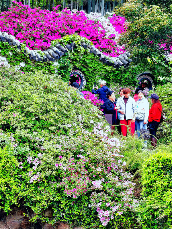 醉红坡上花如海，杜鹃园里画中游(图7)