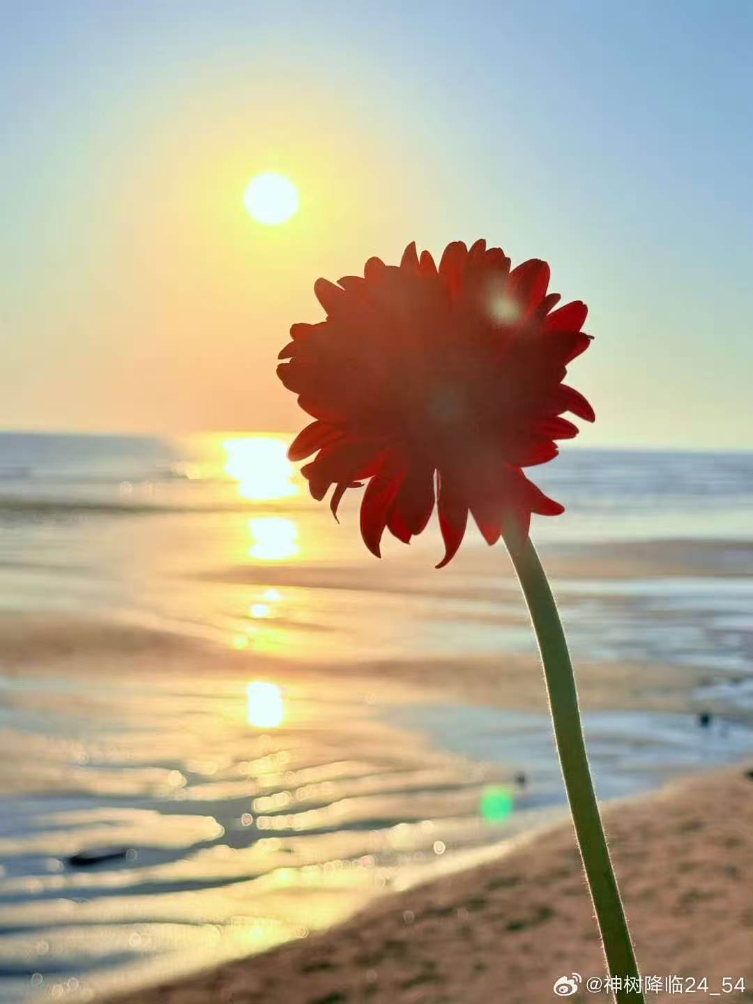 太阳花.jpg