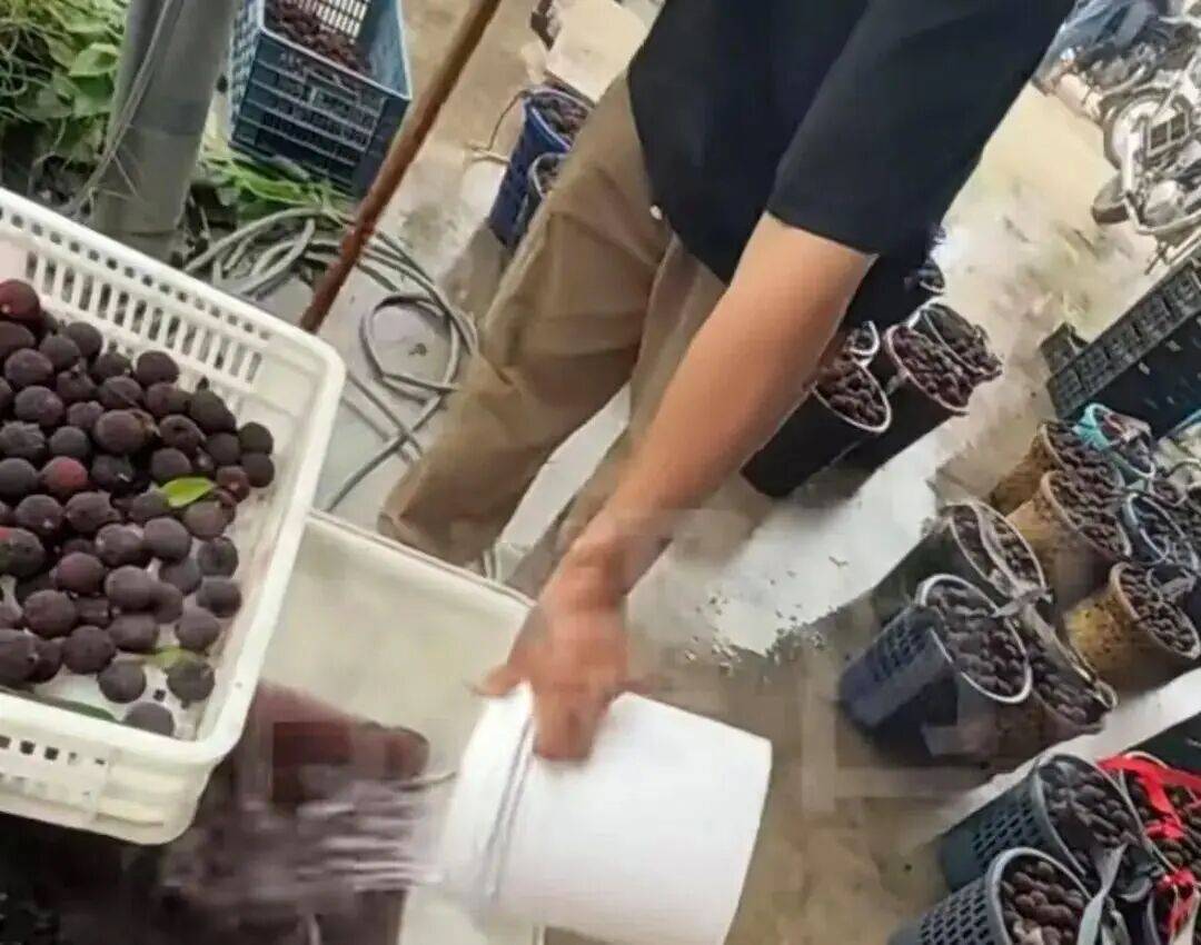 杨梅.jpeg