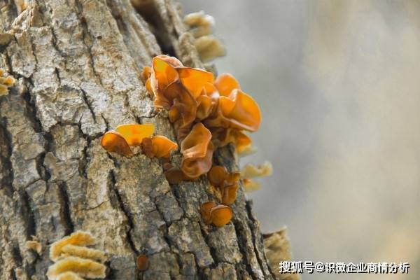 摄图网_500013723_露天椴木木耳种植园(企业商用).jpg
