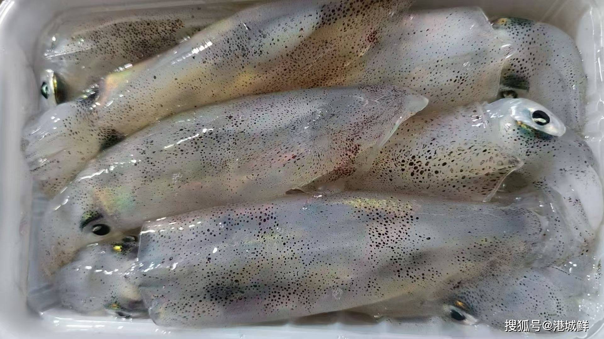 附件图片 6 新鲜鱿鱼.jpg