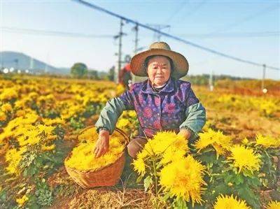 九江市柴桑区:聚力乡村振兴 绘就美丽画卷_人才_产业_马回岭镇