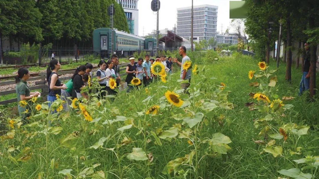 位於上海寶山區的火車菜園(圖源:四葉草堂)當我們偶然路過城市一處