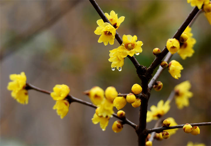 六盤水:冬日臘梅枝頭傲然綻放_花瓣_梅花_黃色