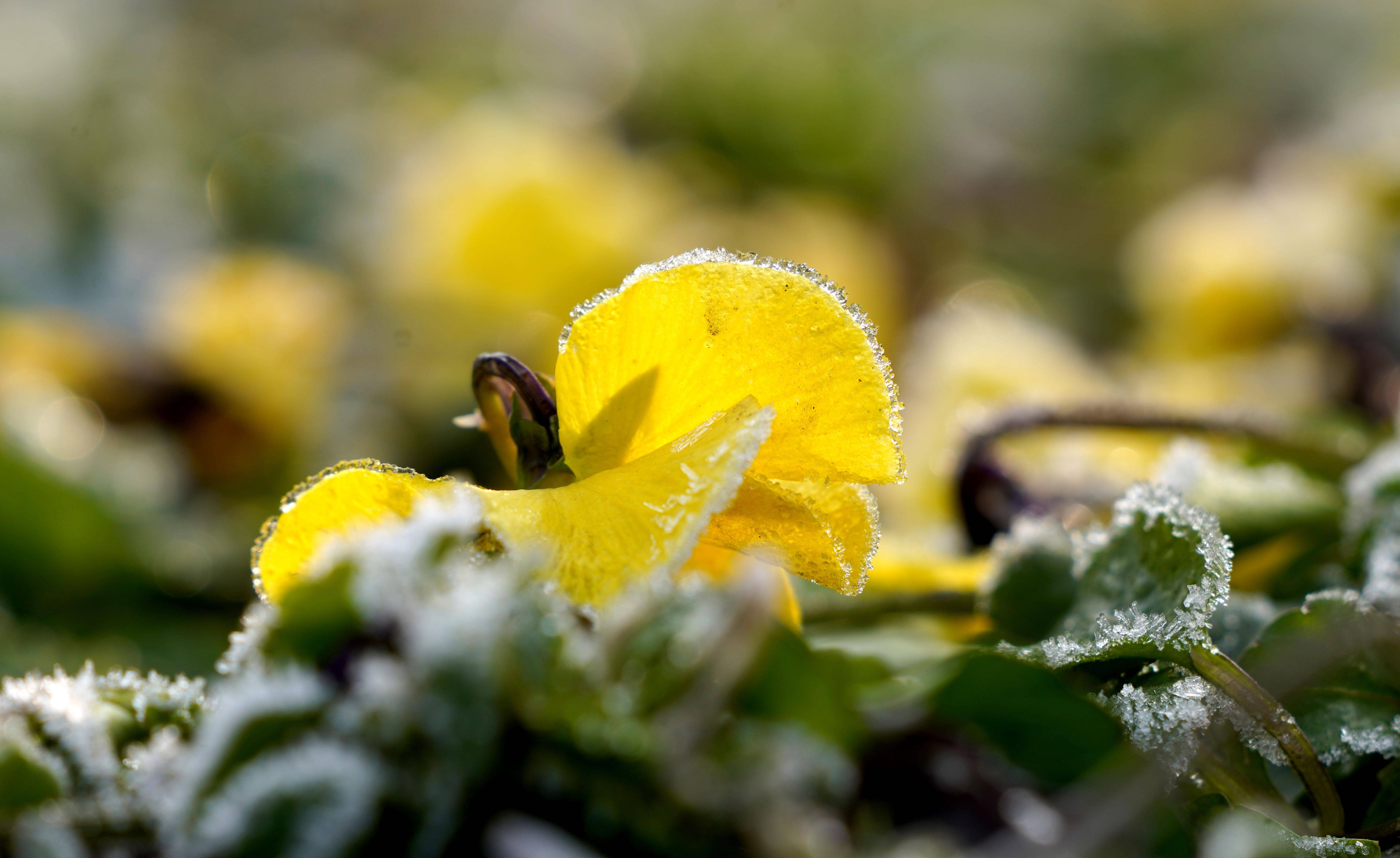 郑州清晨,看朵朵霜花开_大道_朝阳_新闻