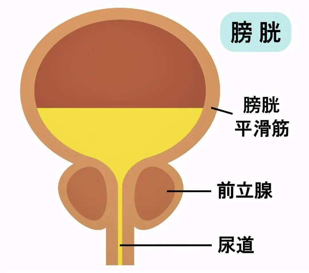 膀胱图片大全图片