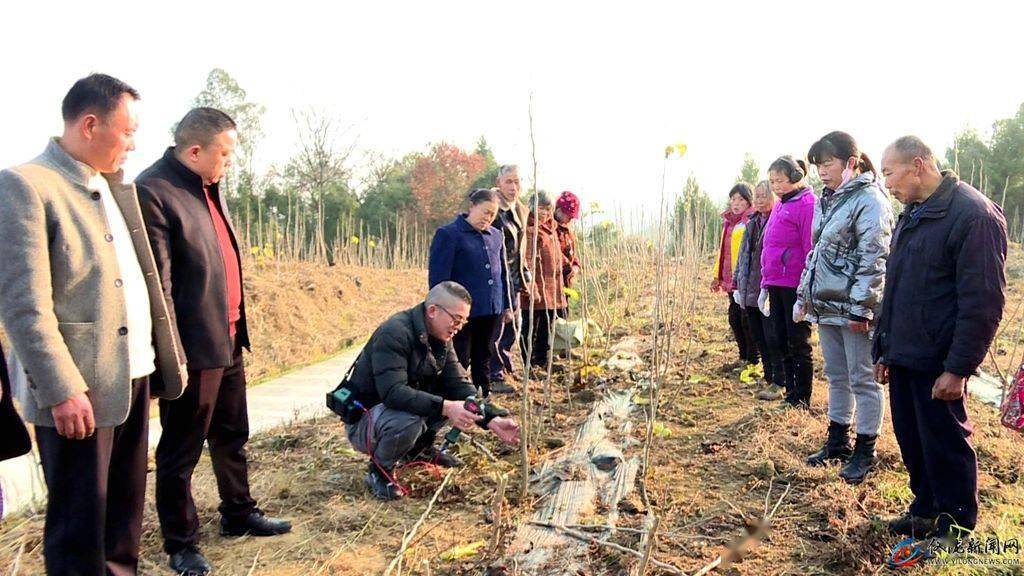 冬管技术服务到桑园 助力蚕农增收_大寅镇_培训_桑树