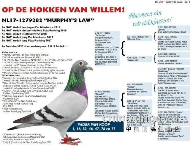 荷兰名家卖出一轮77羽幼鸽 中国鸽友大手笔引进_墨菲_威廉·迪布恩