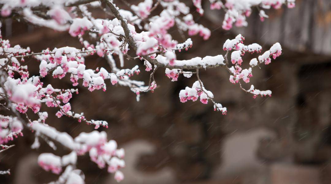 小寒丨小寒惟有梅花饺,未见梢头春一枝